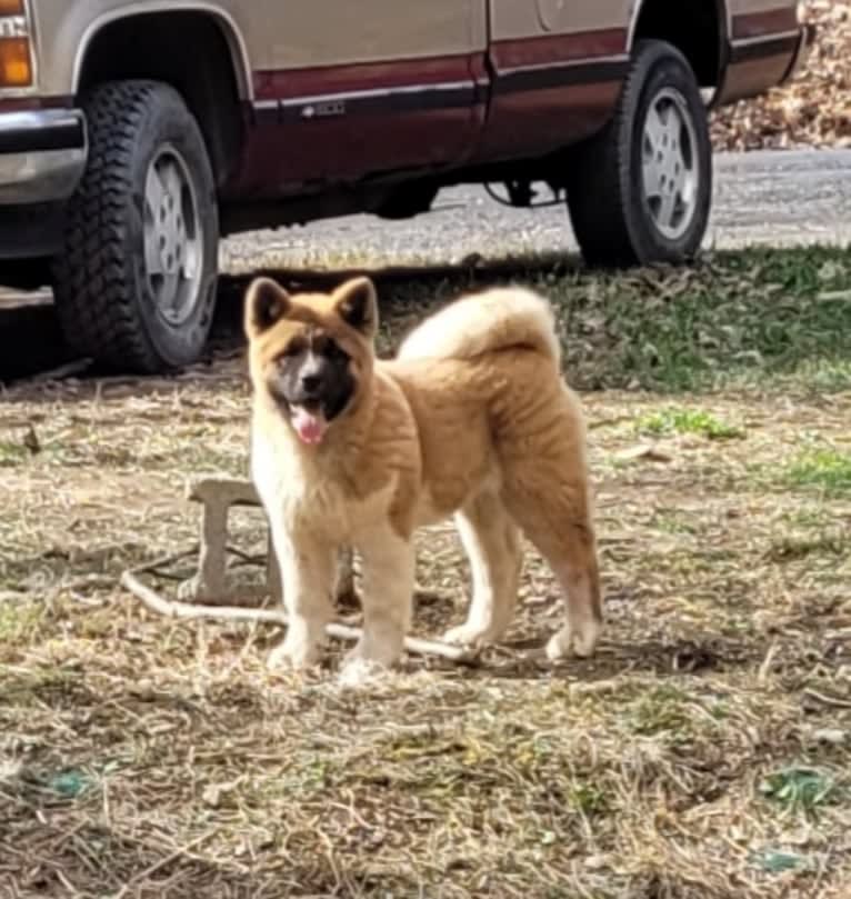 Geena, an Akita tested with EmbarkVet.com