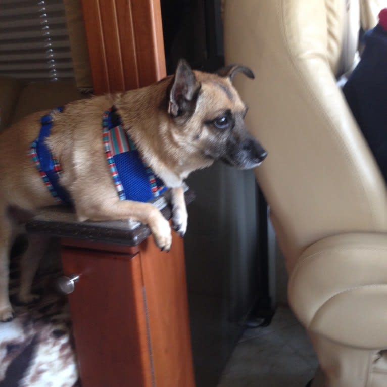 Dobby, a Cairn Terrier tested with EmbarkVet.com