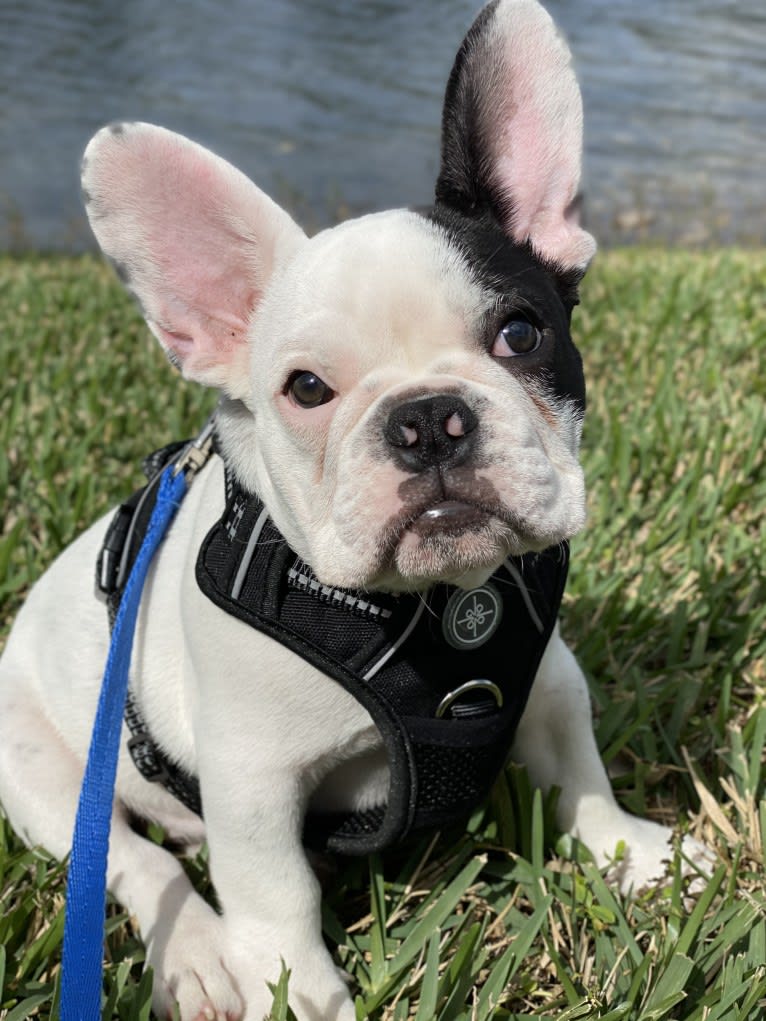 Foreign, a French Bulldog and Bulldog mix tested with EmbarkVet.com