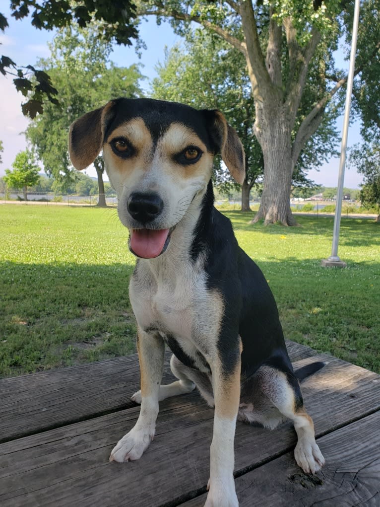 Maddie, a Beagle and Siberian Husky mix tested with EmbarkVet.com