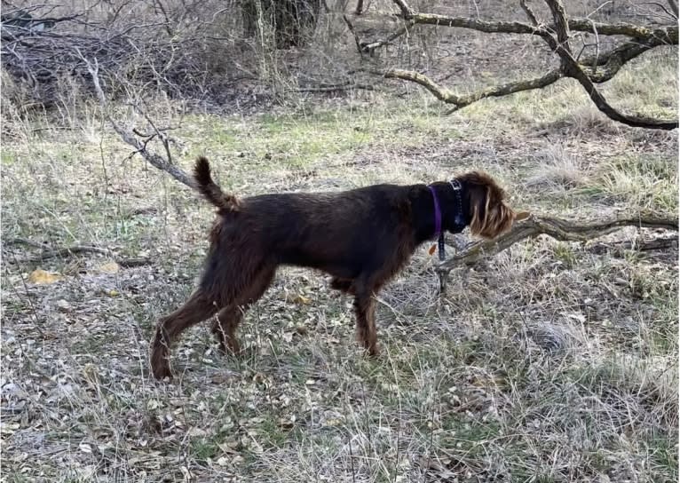 North Texas Terra, a Pudelpointer tested with EmbarkVet.com