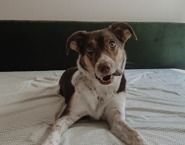 Nova, a Rat Terrier and German Shepherd Dog mix tested with EmbarkVet.com