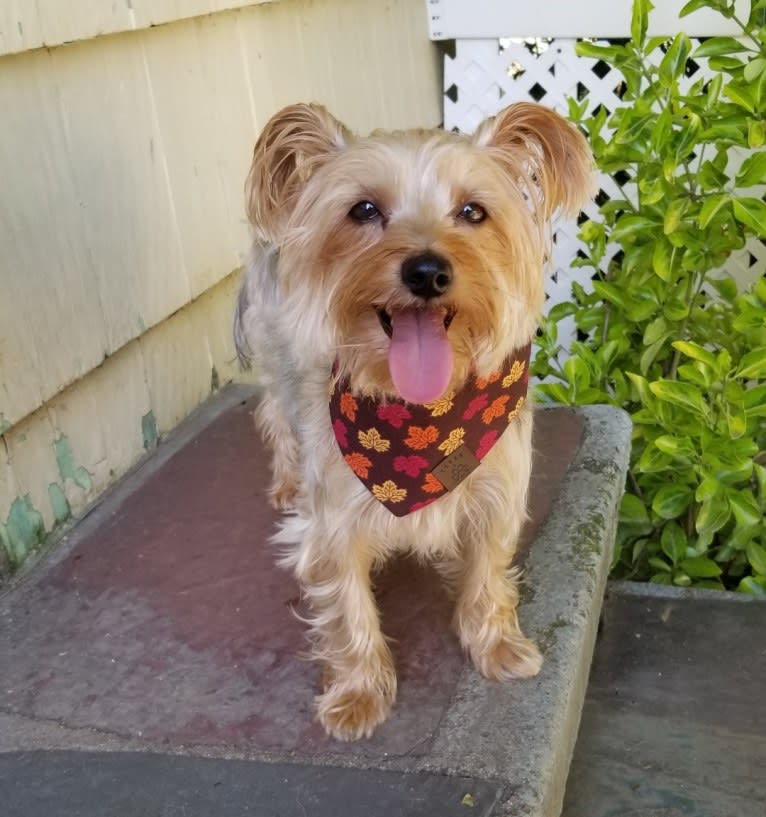 Eva, a Yorkshire Terrier tested with EmbarkVet.com