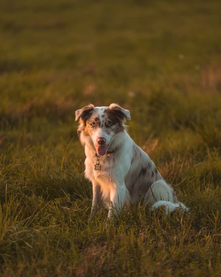 Spurs N Ashes, a Border Collie tested with EmbarkVet.com