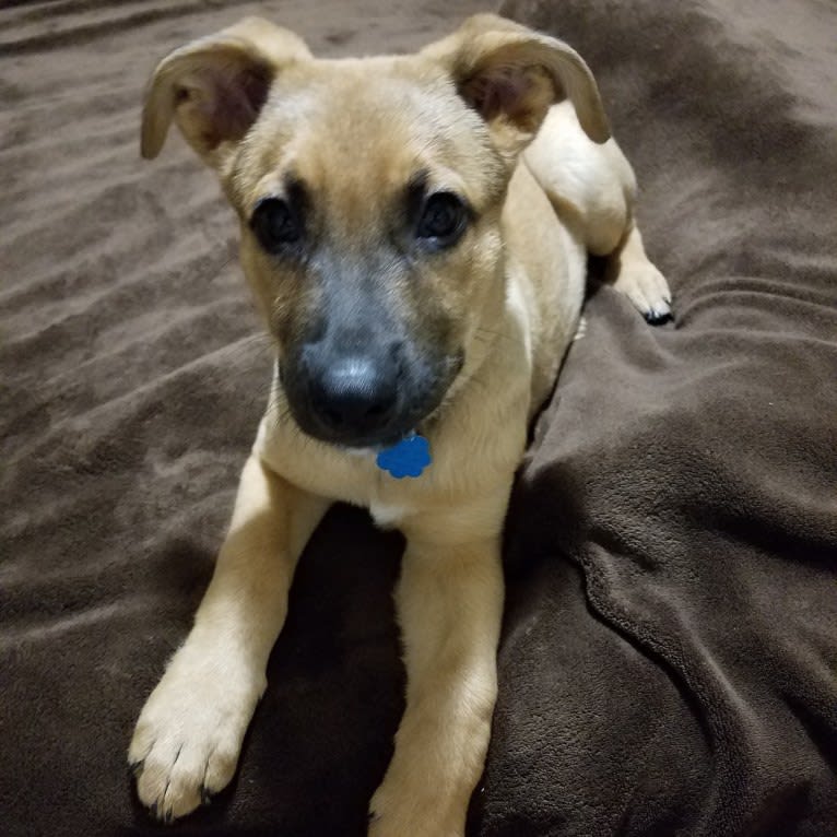 Max, a German Shepherd Dog and Rat Terrier mix tested with EmbarkVet.com