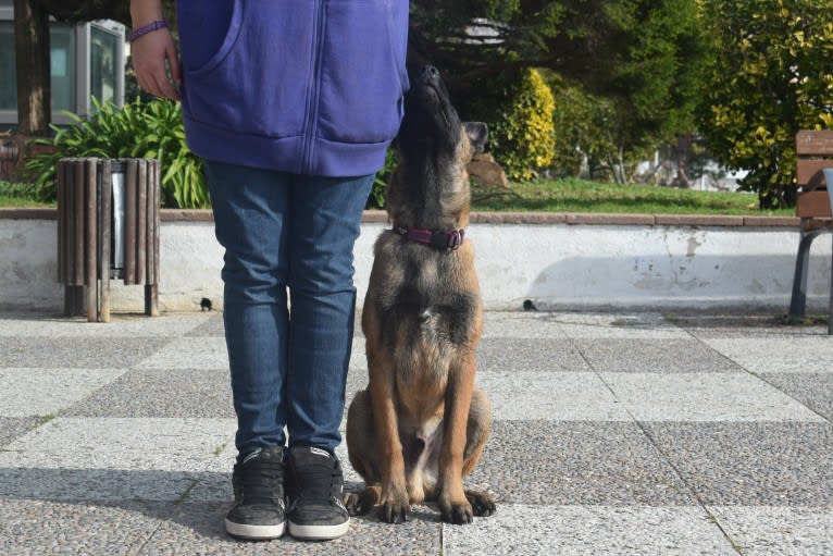 Kylar (PsychoKiller d'Hélitesport), a Belgian Shepherd tested with EmbarkVet.com