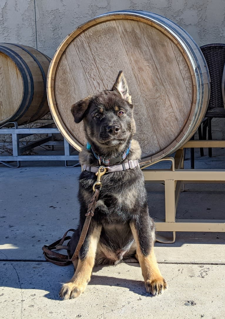 Kaiju Bear, an Akita and Alaskan Malamute mix tested with EmbarkVet.com