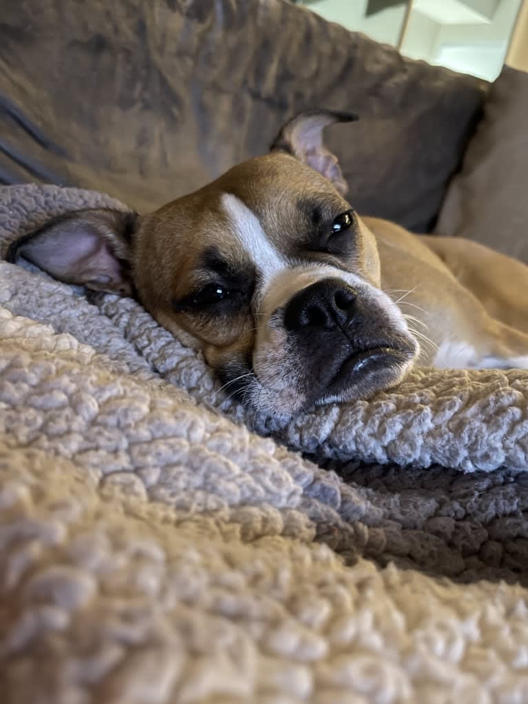 Lucy, a Boston Terrier and Bulldog mix tested with EmbarkVet.com