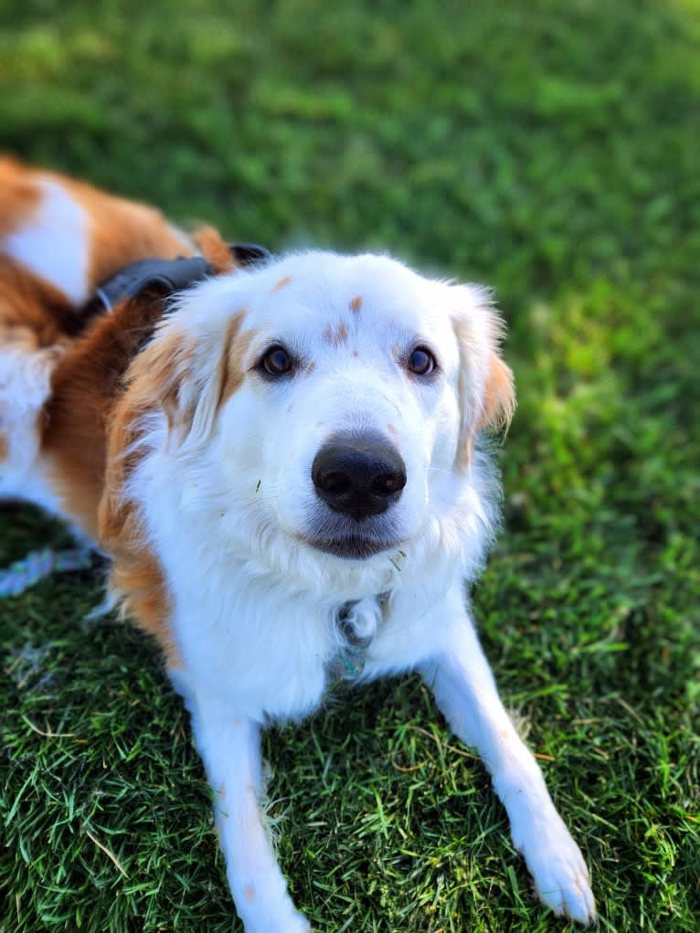 LIKE A RIVER FLOWS "Leilo", a Great Pyrenees and Australian Shepherd mix tested with EmbarkVet.com