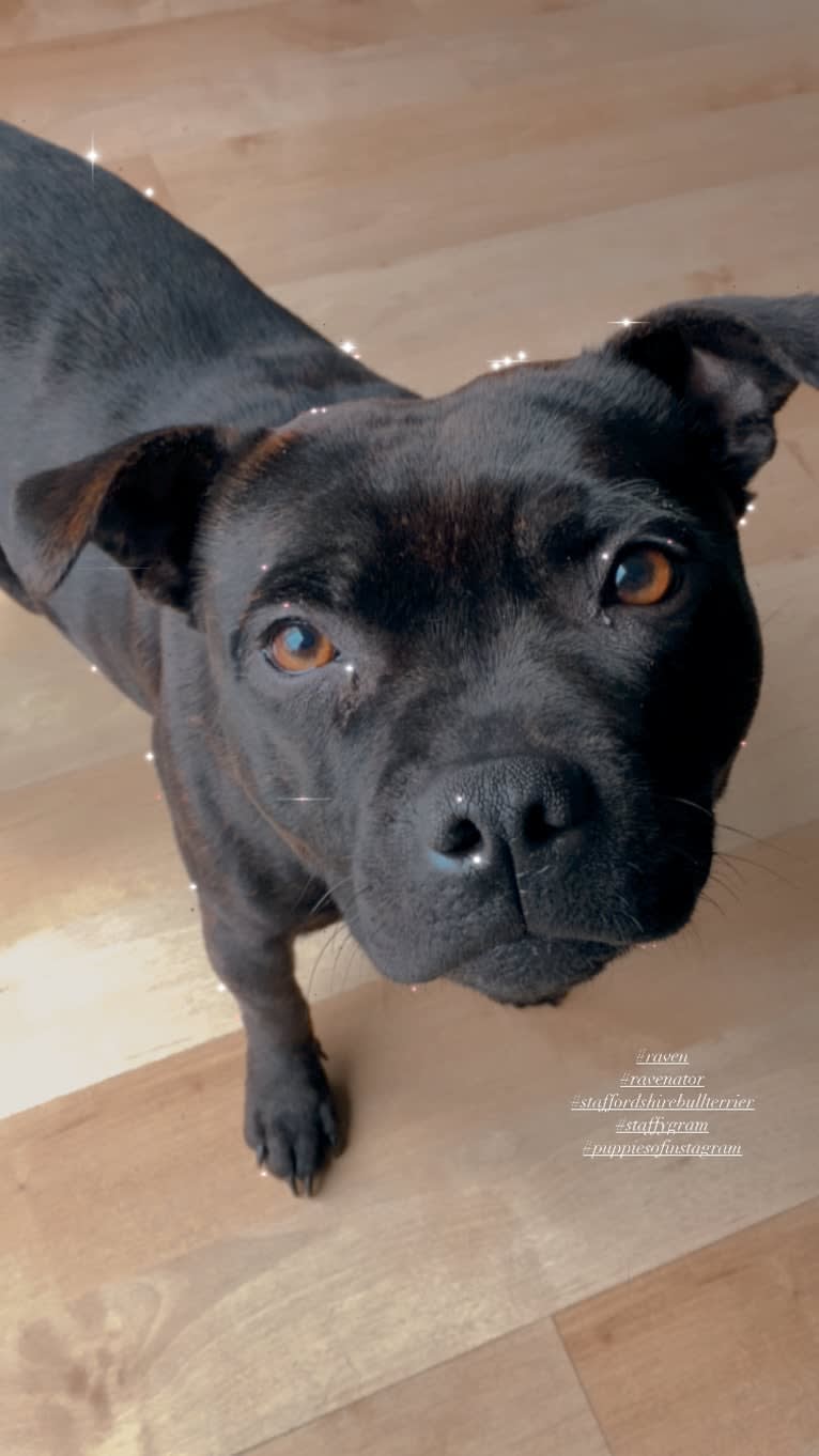 Raven, a Staffordshire Bull Terrier tested with EmbarkVet.com