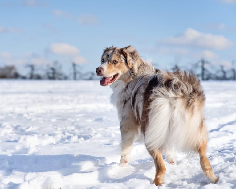 Neville, an Australian Shepherd tested with EmbarkVet.com