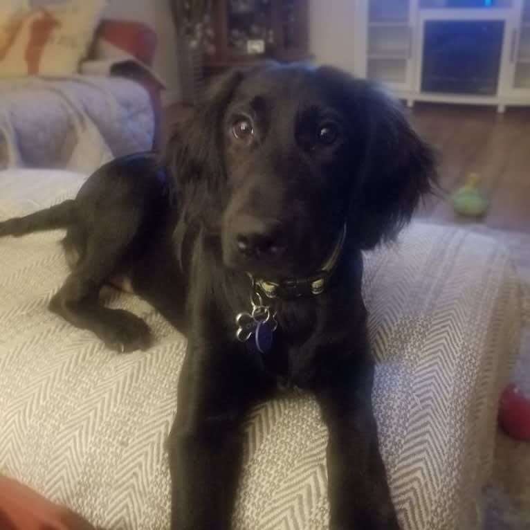 O'Reilly, an Irish Setter and German Shepherd Dog mix tested with EmbarkVet.com