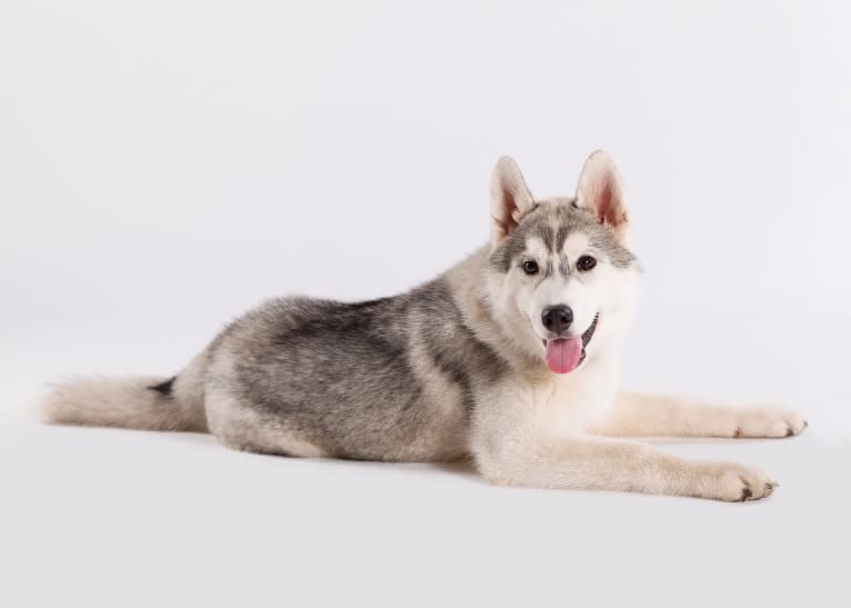 Nymeria, a Siberian Husky tested with EmbarkVet.com