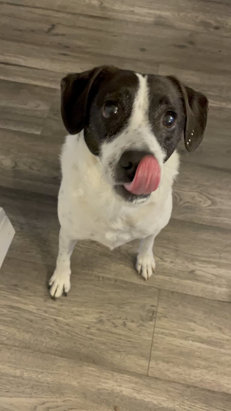 Jack, a Russell-type Terrier and Mountain Cur mix tested with EmbarkVet.com