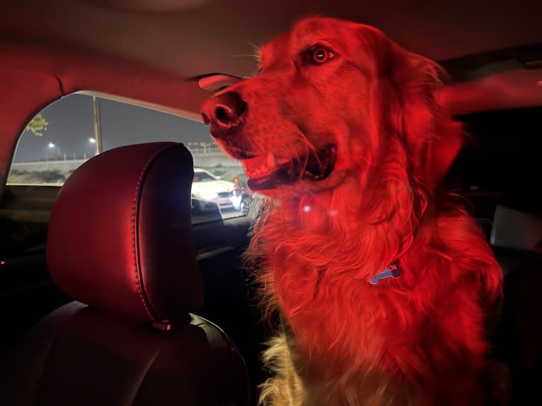 Winston, a Golden Retriever tested with EmbarkVet.com