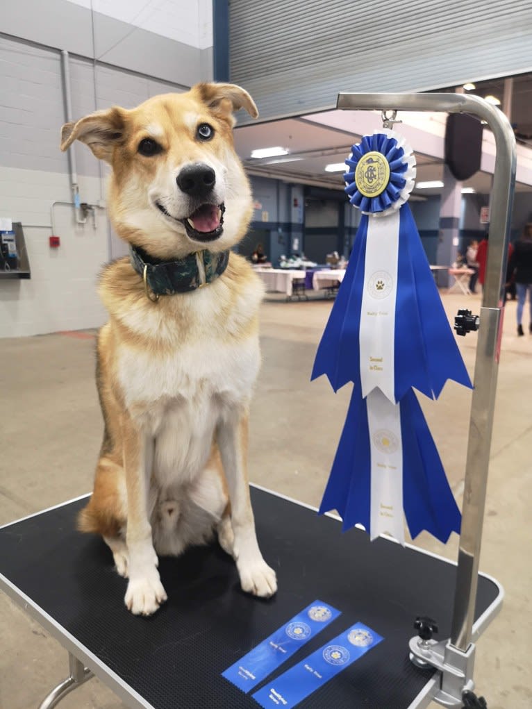 Spiro, a German Shepherd Dog and Alaskan Malamute mix tested with EmbarkVet.com