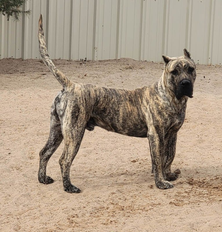 Ashrik, a Perro de Presa Canario tested with EmbarkVet.com