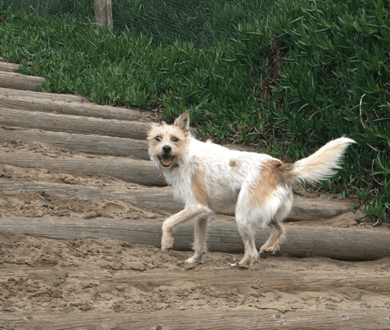 Fela Jean, a Border Collie and Australian Cattle Dog mix tested with EmbarkVet.com
