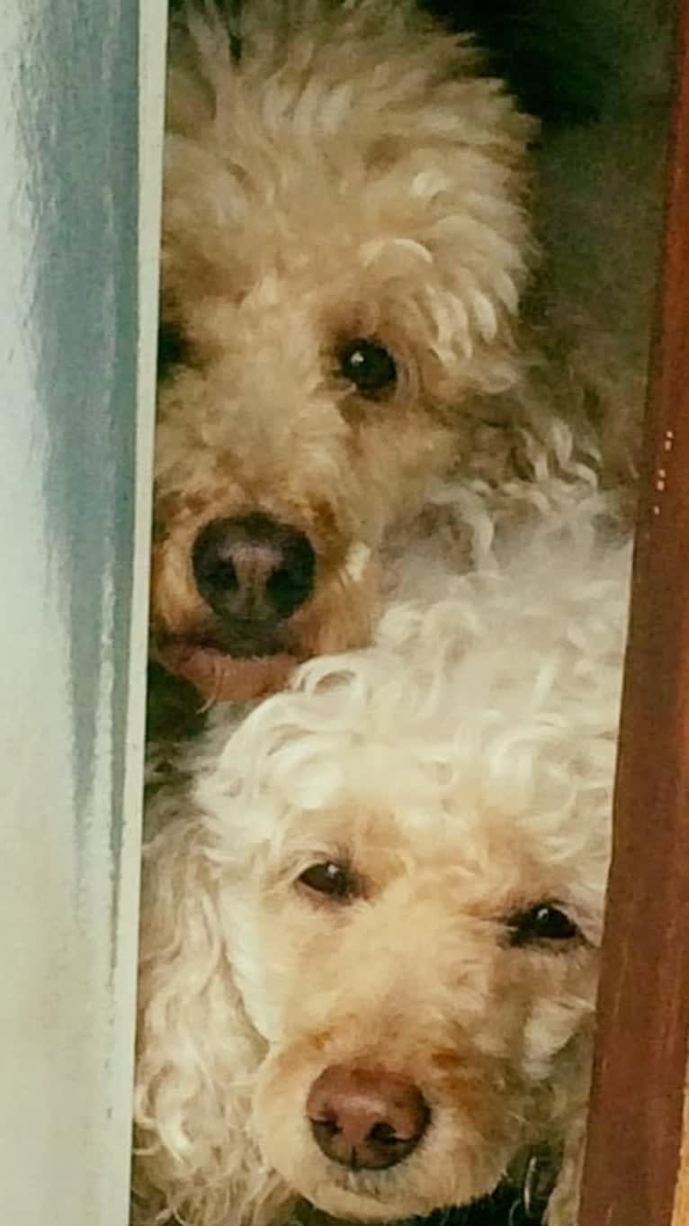 Molly Poodle, a Poodle (Small) tested with EmbarkVet.com