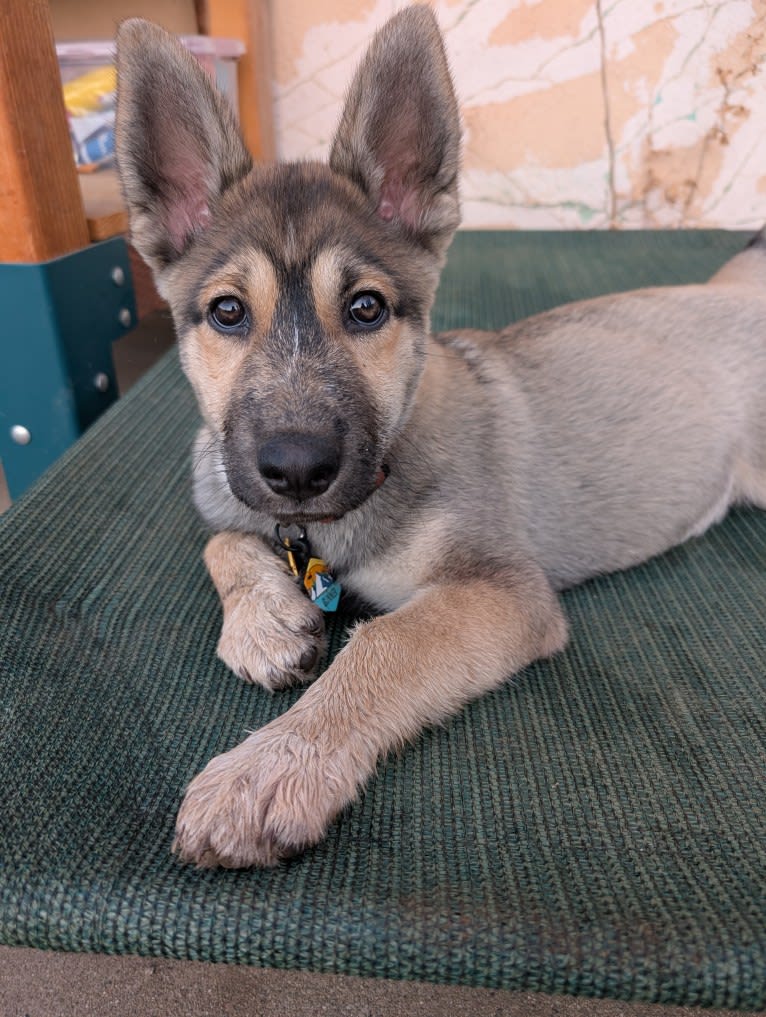 Gunner, a Siberian Husky and German Shepherd Dog mix tested with EmbarkVet.com