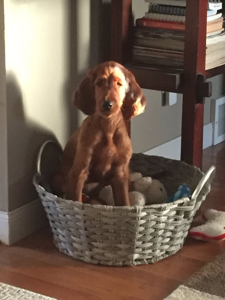 Meara, an Irish Setter tested with EmbarkVet.com