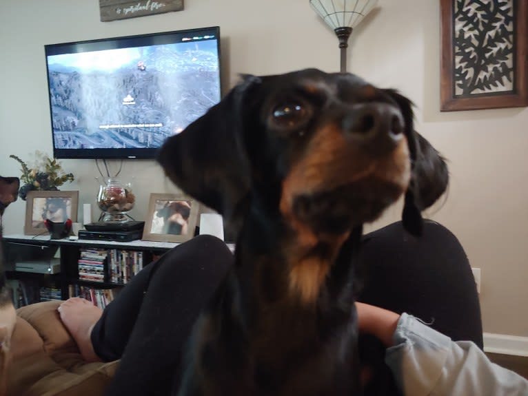 Polly, a Miniature Pinscher and Cocker Spaniel mix tested with EmbarkVet.com