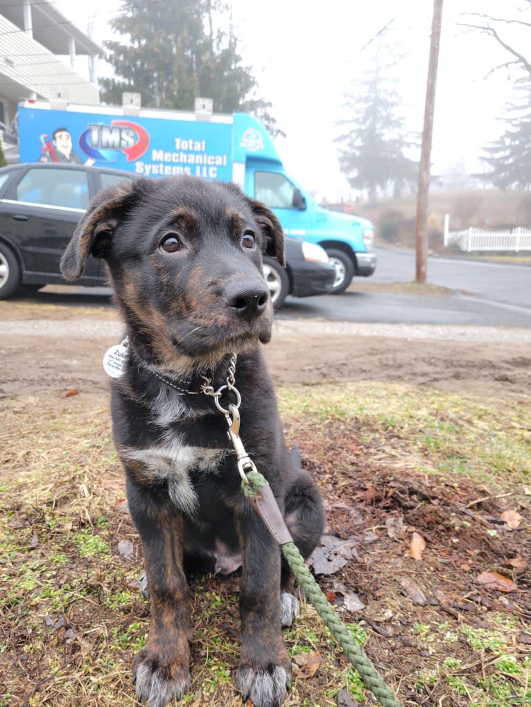 Zuko, a German Shepherd Dog and Rottweiler mix tested with EmbarkVet.com