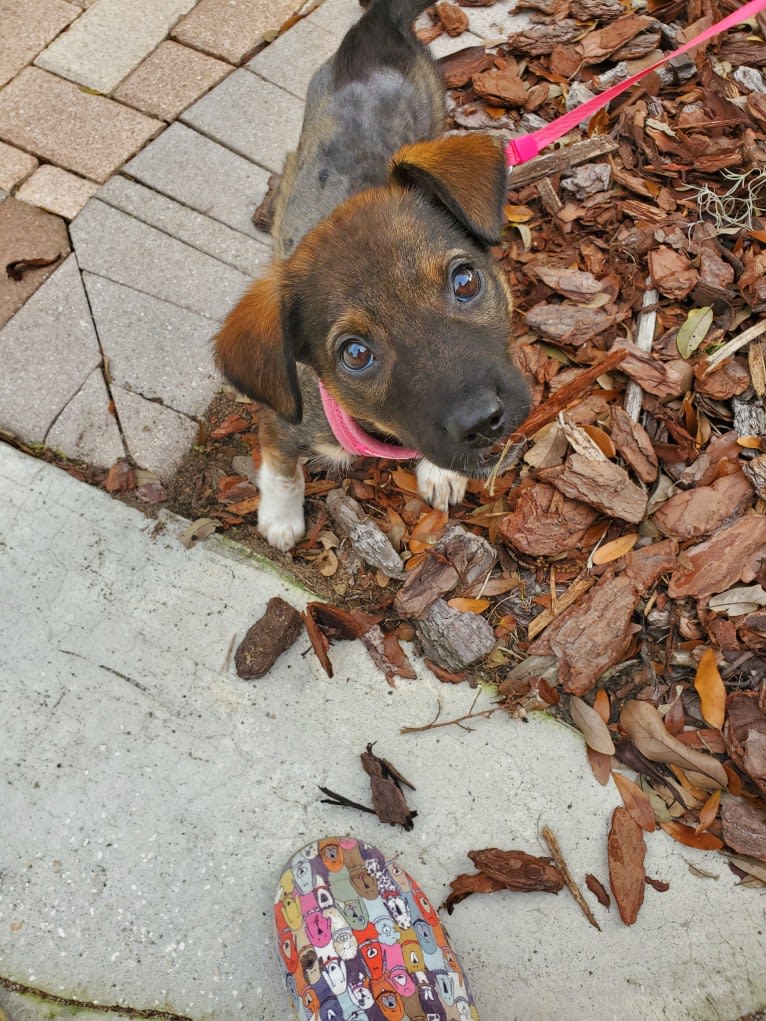 Chante, an American Village Dog tested with EmbarkVet.com