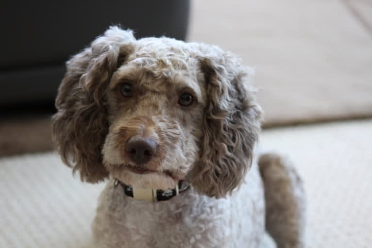 Seven, an Aussiedoodle tested with EmbarkVet.com