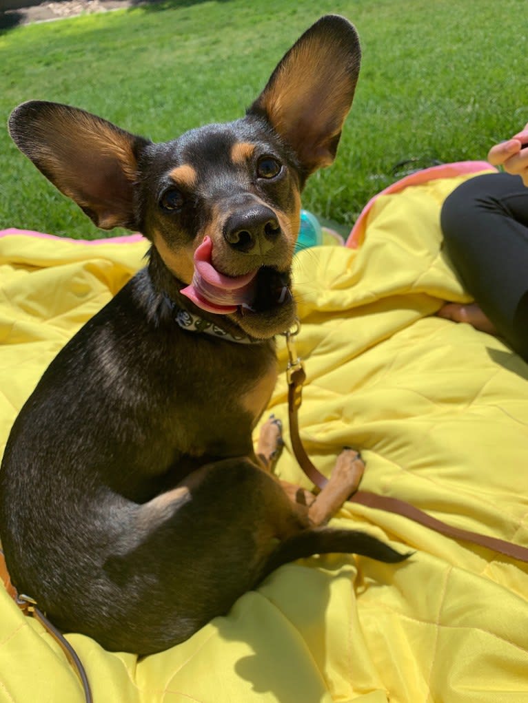 Remy, a Dachshund and Chihuahua mix tested with EmbarkVet.com