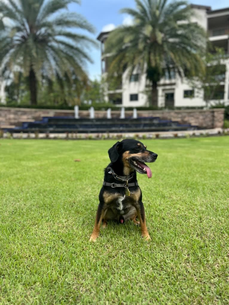 Cody, a Rat Terrier and Cocker Spaniel mix tested with EmbarkVet.com