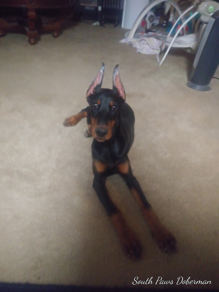 Willow, a Doberman Pinscher tested with EmbarkVet.com