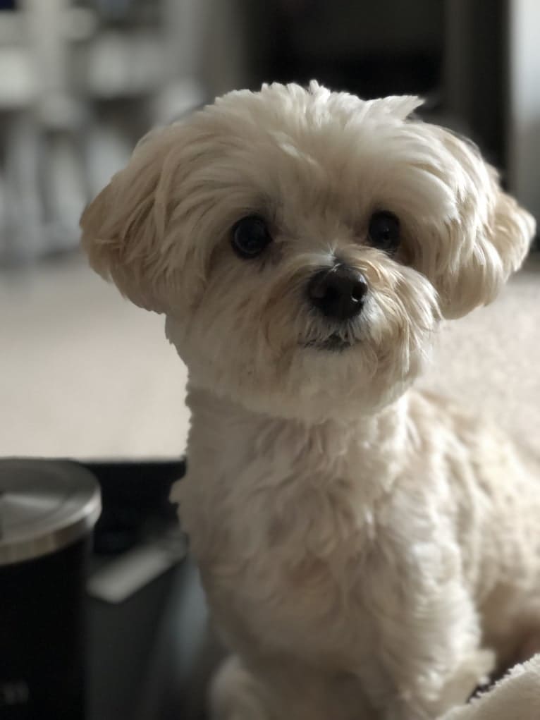 Sherman, a Maltipoo tested with EmbarkVet.com