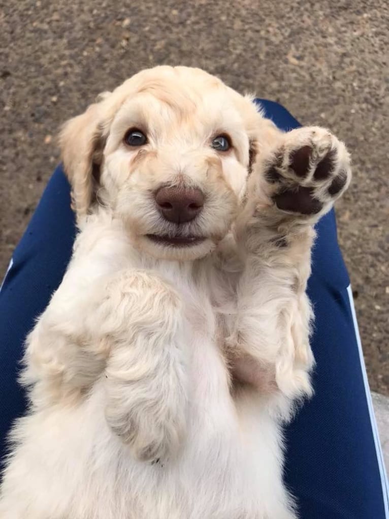 Sunny, a Poodle (Standard) tested with EmbarkVet.com