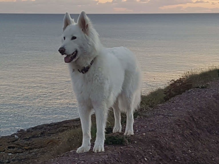 Alaska, a German Shepherd Dog and Akita mix tested with EmbarkVet.com