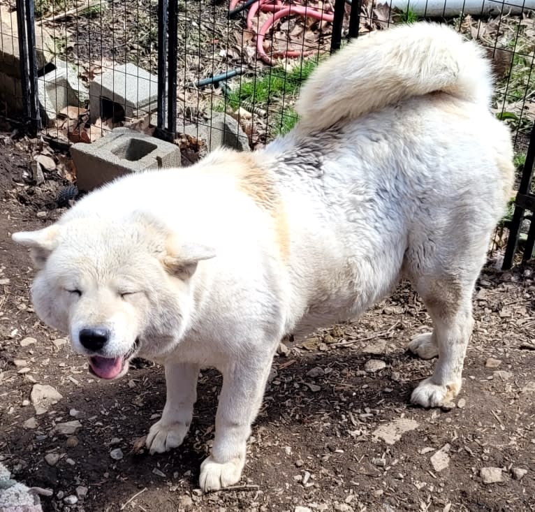 Arya, an Akita tested with EmbarkVet.com