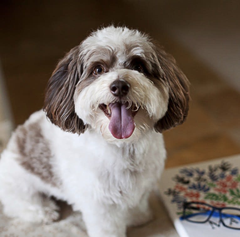 Tully, a Poodle (Small) and Shih Tzu mix tested with EmbarkVet.com