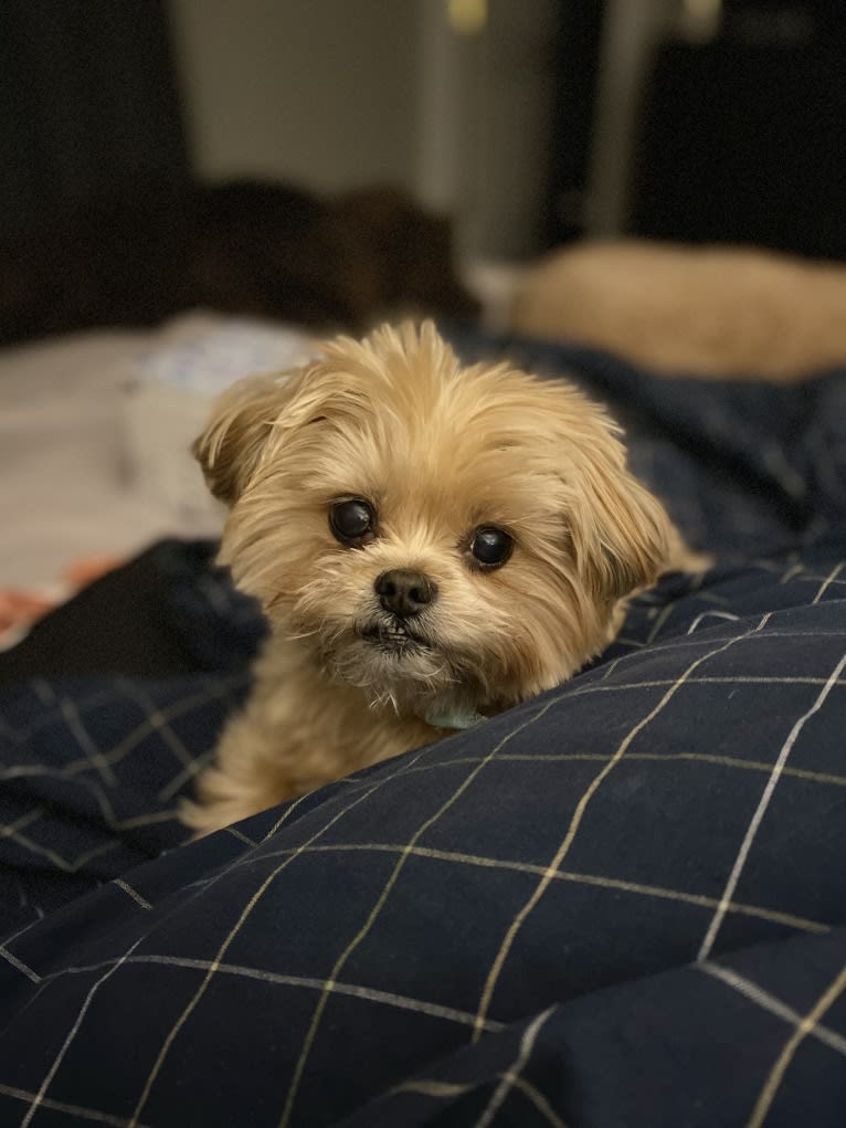 Buddy, a Yorkshire Terrier and Shih Tzu mix tested with EmbarkVet.com