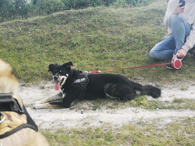 Diesel, a Border Collie and Siberian Husky mix tested with EmbarkVet.com