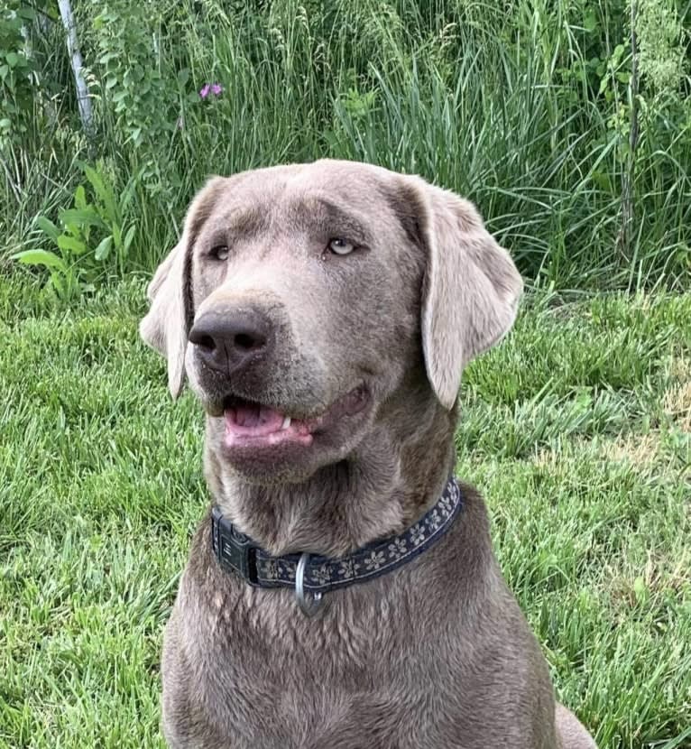 Lina, a Labrador Retriever tested with EmbarkVet.com