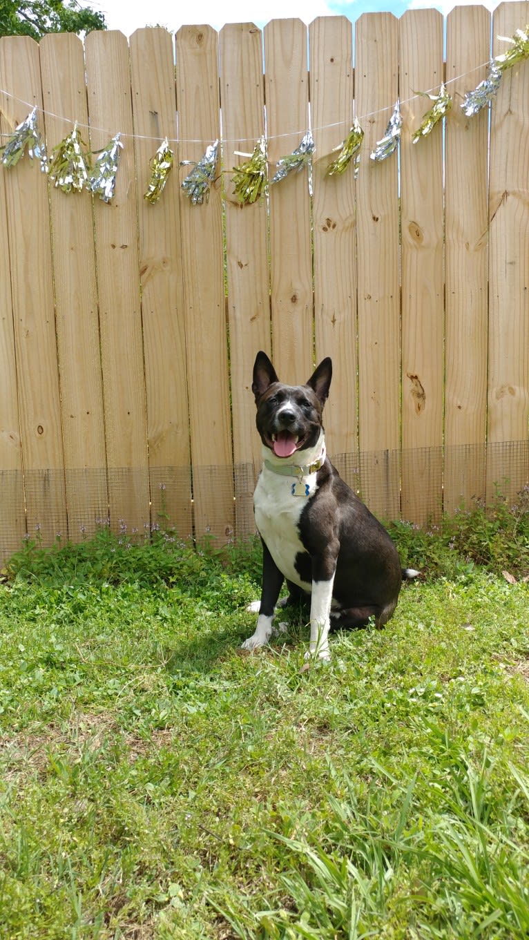 Echo, an Akita and American Pit Bull Terrier mix tested with EmbarkVet.com