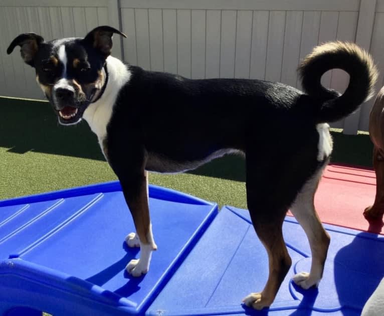 Shelby, a Boxer and Border Collie mix tested with EmbarkVet.com