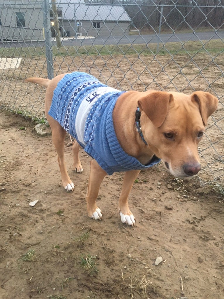 Flapjack, an American Pit Bull Terrier and Beagle mix tested with EmbarkVet.com