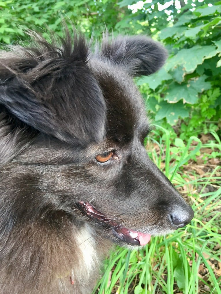 DUTCH, a Middle Eastern Village Dog and Poodle (Small) mix tested with EmbarkVet.com