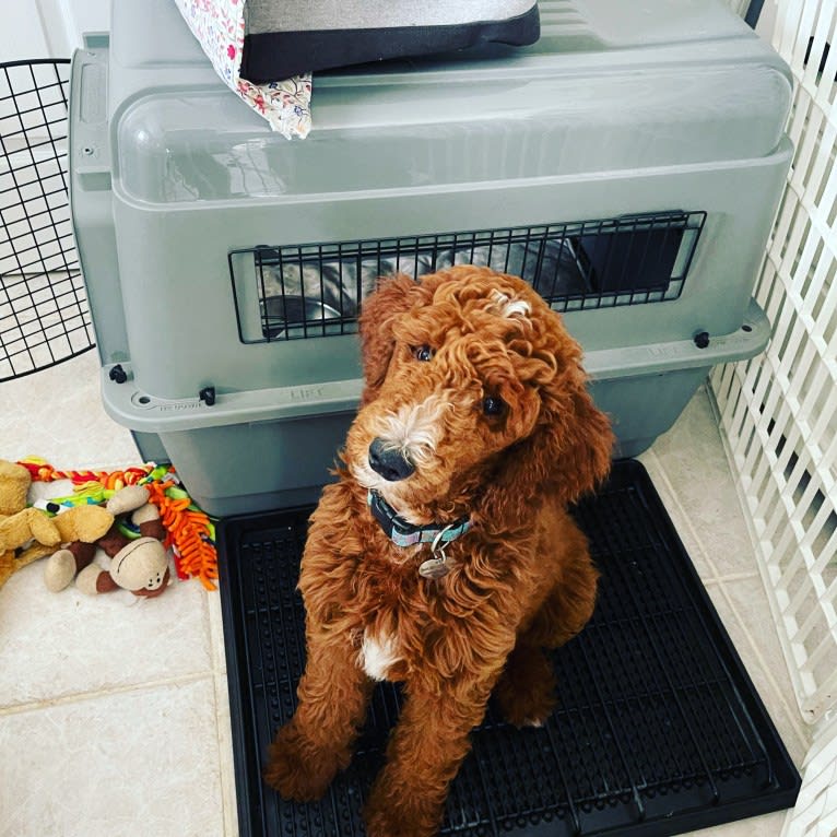 Arielle, a Poodle (Standard) tested with EmbarkVet.com