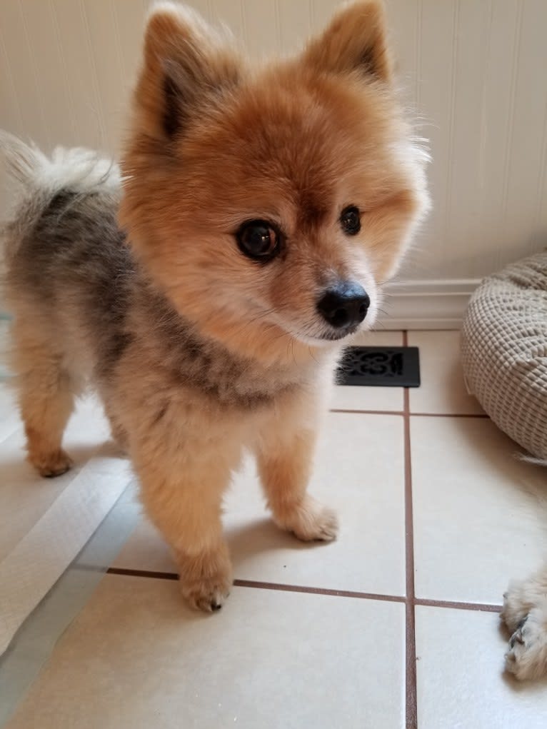 Zeke, a Pomeranian tested with EmbarkVet.com