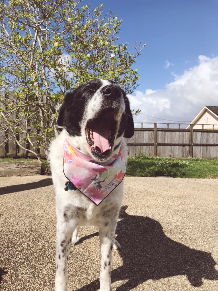 Sheba, a Labrador Retriever and Great Pyrenees mix tested with EmbarkVet.com