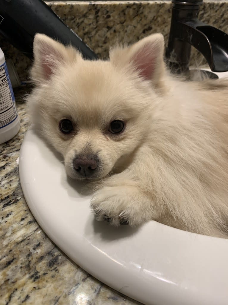 Koda, a Pomeranian tested with EmbarkVet.com