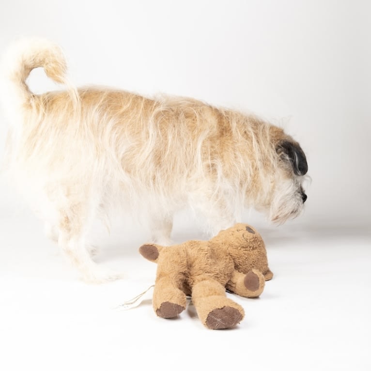 Winston, a Pugapoo tested with EmbarkVet.com