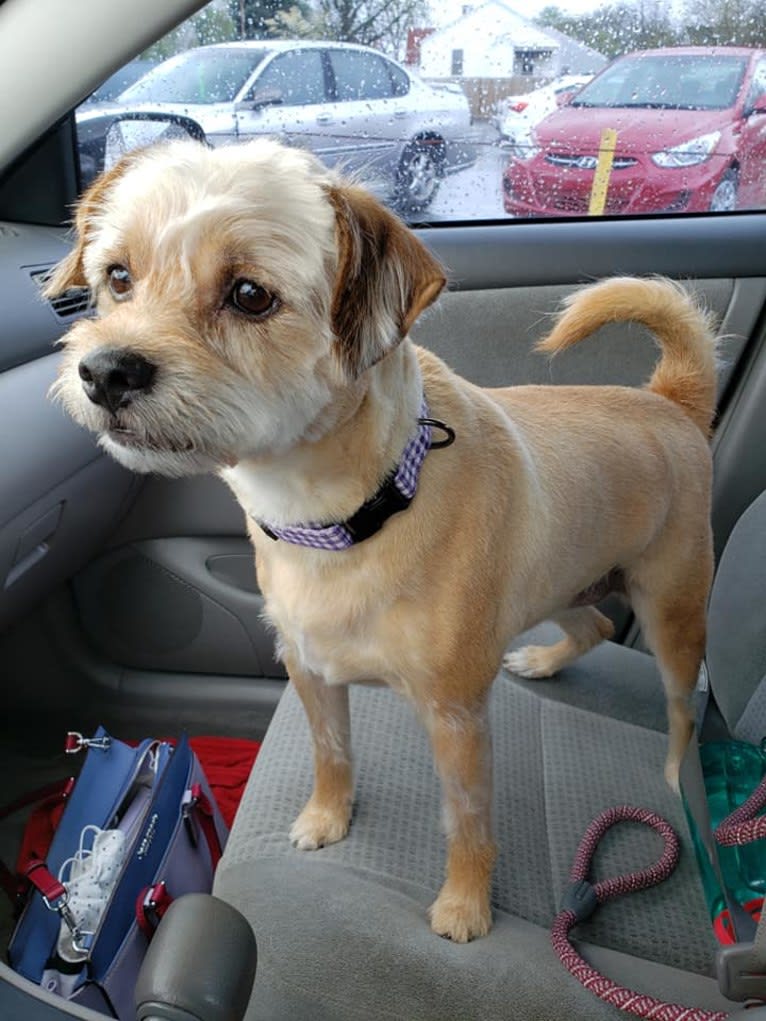 Rusty, a Russell-type Terrier and Miniature Pinscher mix tested with EmbarkVet.com